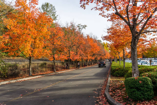istock Fall Colors At City Park  3 1438158076