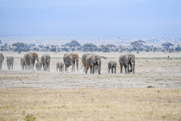 Elephant in Amboseli and Masai Mara National Park