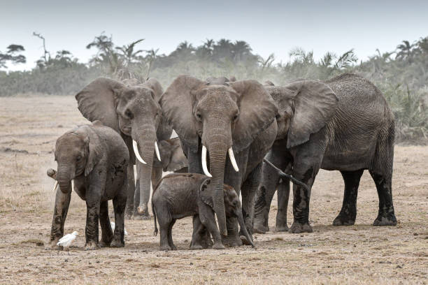 istock Elephant in Amboseli and Masai Mara National Park 1438159519