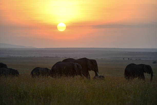istock Elephant in Amboseli and Masai Mara National Park 1438159598