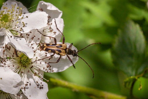 A Yellow longhorn beetle pollinates a spring flower in the Laurentian Forest.