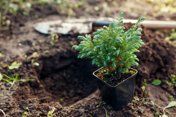 istock Planting Boulevard Cypress into soil. Spherical evergreen conifer in container ready for transplanting in fall garden 1438160590