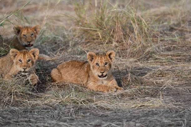 istock Lion in Amboseli and Masai Mara National Park 1438160607