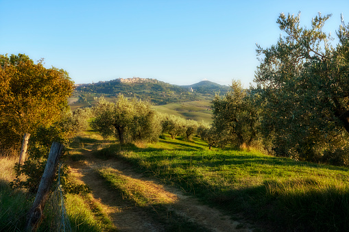 There are several olive trees in an olive field in Sicily. The trees are green, the sky is blue. There are white clouds in the sky.