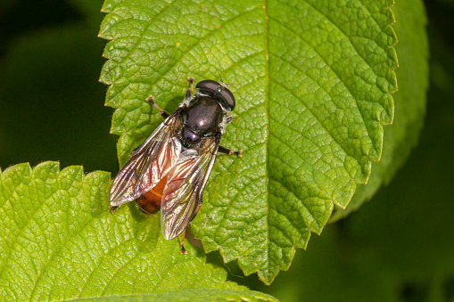 A diptera Xylota flavitibia take a little bit of sun in the Laurentian forest in the spring.