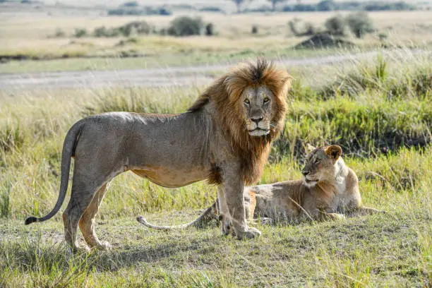 Photo of Lion in Amboseli and Masai Mara National Park