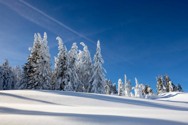 istock Spruce Tree Forest Covered by Snow in Winter Landscape 1438161017