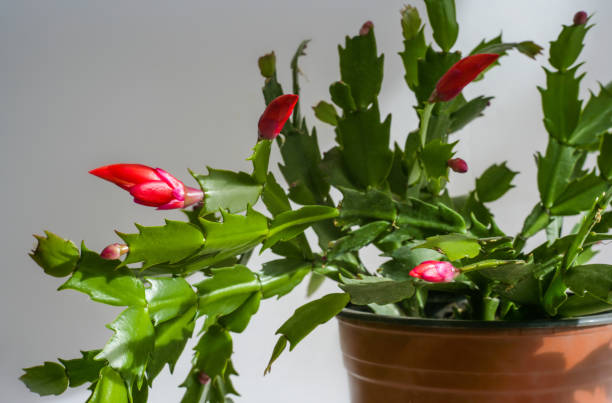 Rotrosa Schlumbergera Blütenknospen – Foto