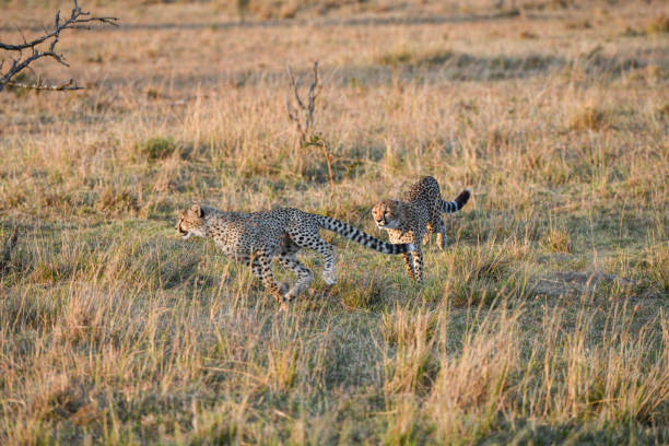 istock Cheetah in Masai Mara National Park 1438161083