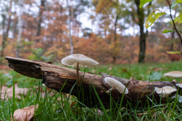 istock White mushrooms on a dead tree trunk in a park 1438162532