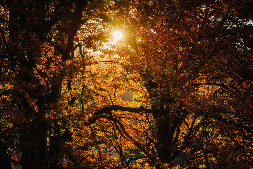 Autumn sun shining through the trees. Fall background.