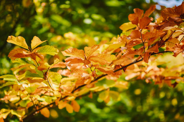 istock The colors of autumn. 1438163041