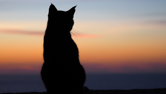 A closeup of a cat on a beach during the sunset