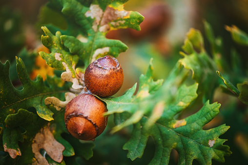 Acorns fruits. Closeup acorns fruits in the oak nut tree against blurred green background.