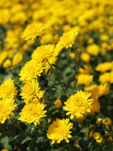 istock Yellow Chrysanthemum garden flowers closeup 1438164865