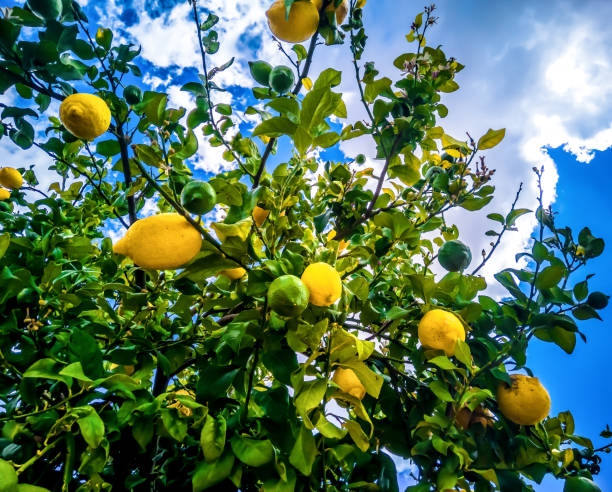 istock Low angle shot of a lemon tree under the sunlight and a blue cloudy sky 1438165358