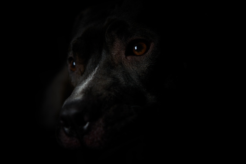 American pit bull terrier on dark background. Close up.