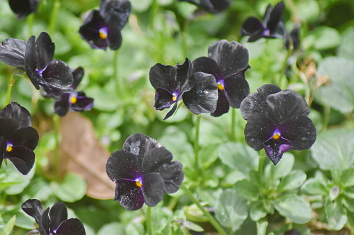 Stock photo showing close-up view of plastic garden trough planted up with purple and yellow flowering pansies.