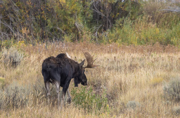 istock Bull Moose in Autumn in Wyoming 1438166380