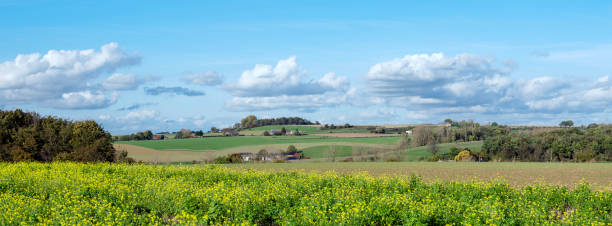 istock mustard seed field in belgian countryside under blue sky in the fall 1438166835