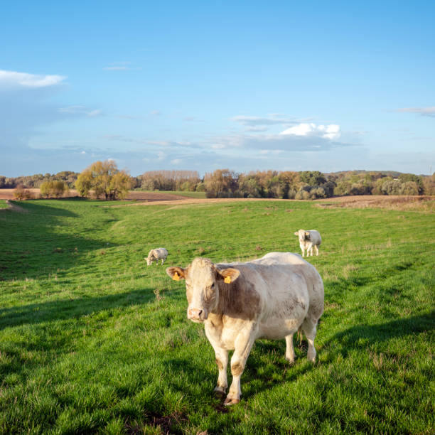 herd of beef cows in green grassy meadow of countryside between brussels and charleroi in belgium