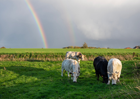 meadow in belgium with beef cows in countryside between brussels and charleroi with rainbow in the background