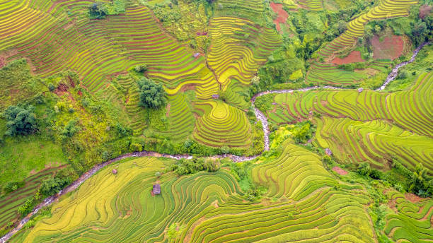 istock Terraced rice field in Mu Cang Chai,Vietnam. 1438167048
