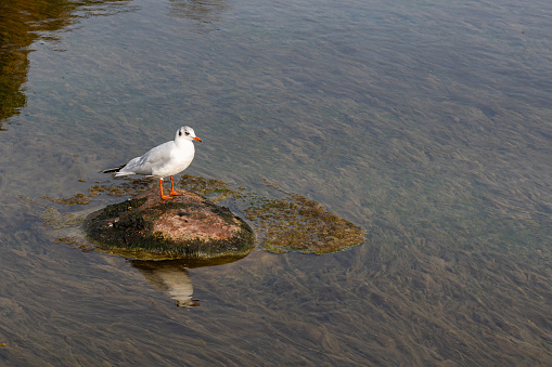 White seagull sitting on a stone in the middle of a pond. Close up.