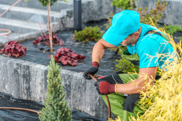 istock Professional Gardener Installing Garden Watering System 1438167816