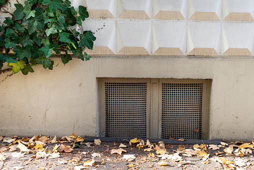 Basement window covered with metal mesh and climbing green plants on the wall. Fallen yellow leaves on the sidewalk.
