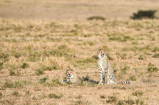 Three adult cheetah brothers sitting on a big termite mound looking alert in Masai Mara Kenya