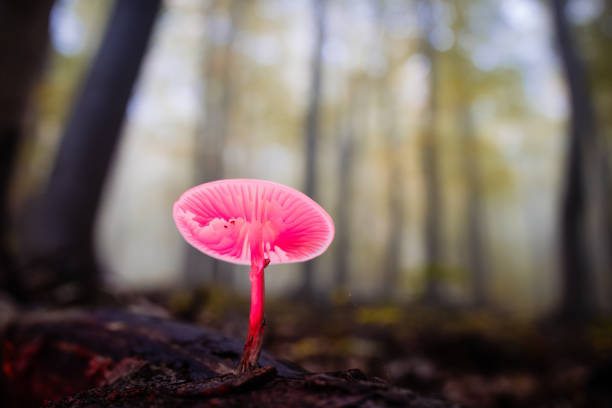 A selective focus closeup of a pink mushroom illuminated with an external pink LED light