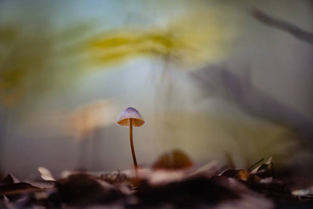 istock Selective shot of a mushroom grown in the forest 1438168718