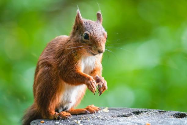 istock Brown squirrel standing on a wood with blurry background 1438168746
