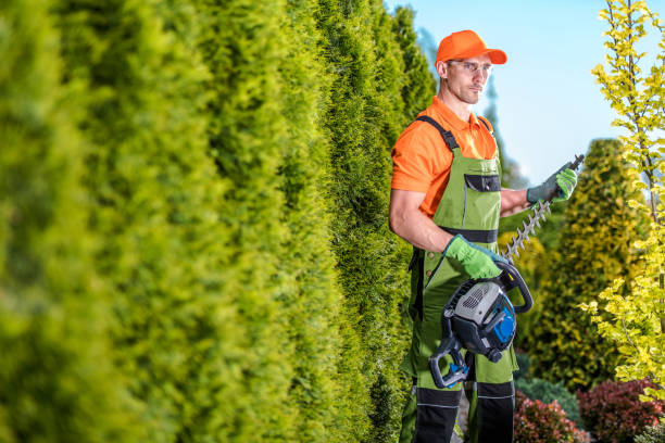 istock Gardener with Hedge Trimmer 1438168926