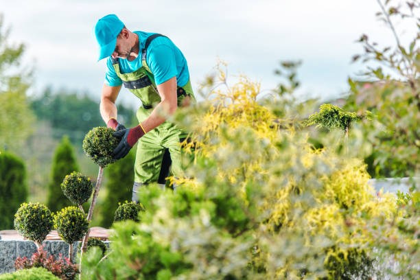 istock Gardener Looking After Boxwood Tree 1438168966