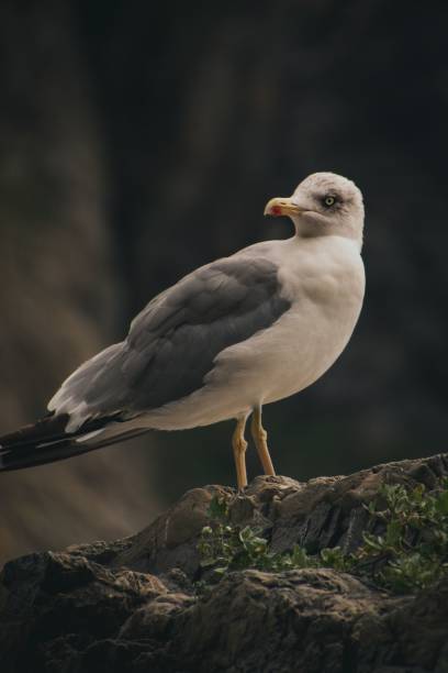 istock Vertical shot of a seagull on a rock with a blurred background 1438169060