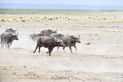 African Buffalo in Amboseli National Park