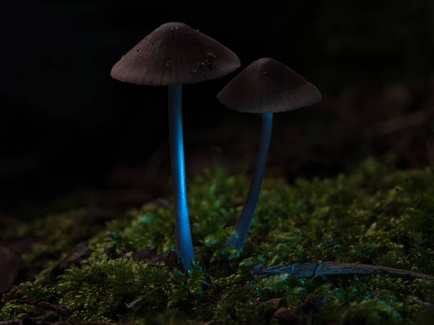 istock two filigree small mushrooms on moss with light spot in forest. Forest floor 1438169263
