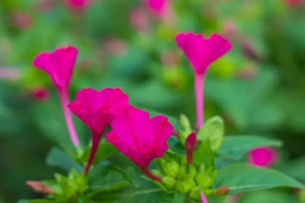 Photo of Mirabilis jalapa or a four-hour flower, is the most common ornamental species of the Mirabilis plant and is available