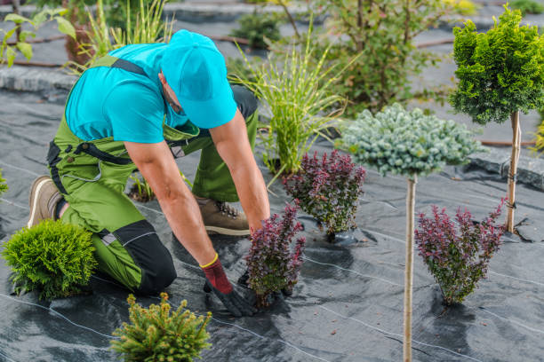 istock Gardener Planting Flowering Bush 1438170332