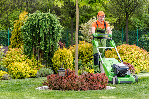 Caucasian Greenskeeper Trimming the Grass in His Client’s Backyard Garden with Electric Lawn Mower. Beautifully Landscaped Plants in the Background. Garden Care and Maintenance Theme.