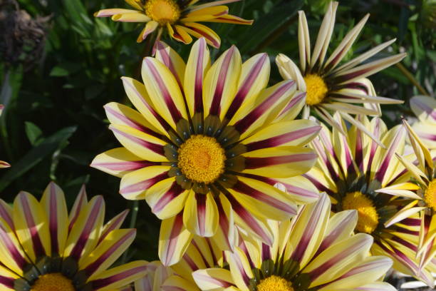istock flower gazania 1438170582