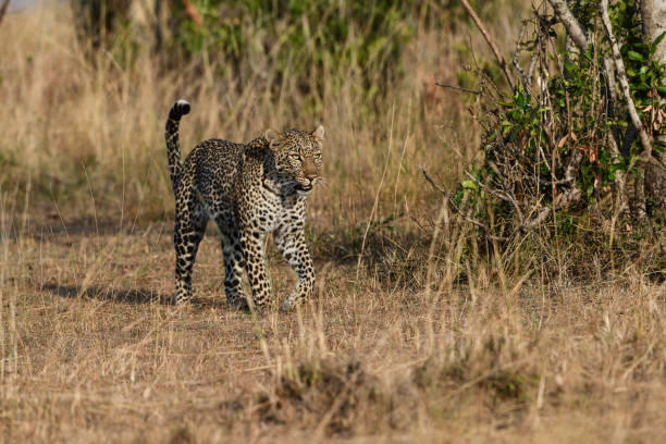 istock Leopard in Amboseli National Park 1438170722