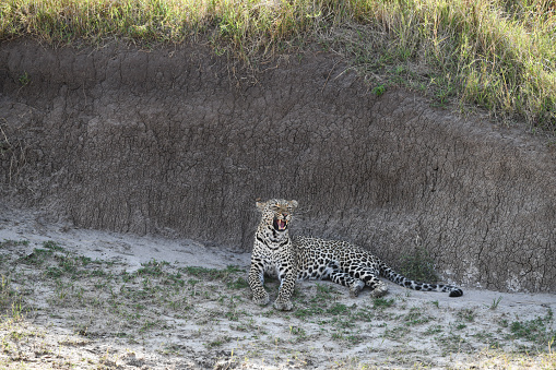 An African leopard (Panthera pardus pardus) is hiding for hunt in the long dry grass. Wildlife shot in Moremi wildlife reserve, Okavango Delta, Botswana.