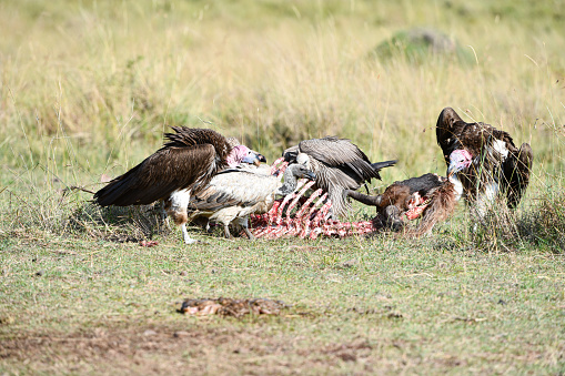 Vultures in Amboseli National Park