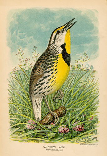 Meadow Lark bird -  chromolithograph from the Ornithology of Illinois 1889