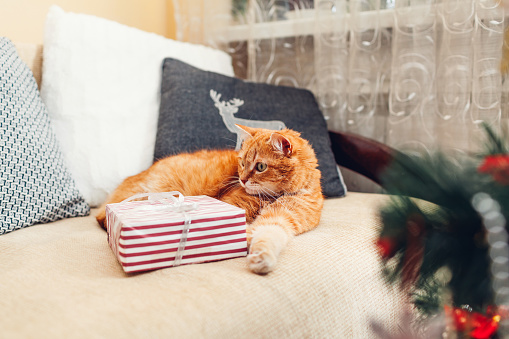 Ginger cat relaxes on couch by Christmas tree at home with gift box feeling cozy. Present for pets. New year winter holidays at home