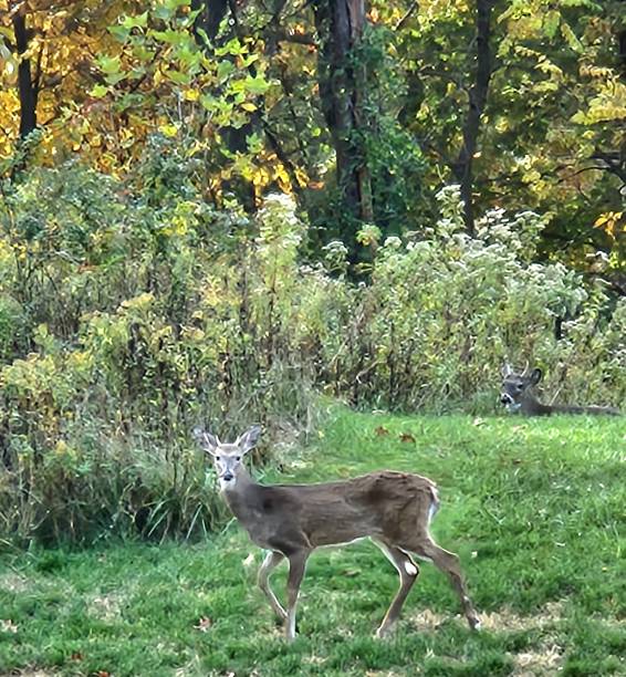 istock A deer with a goat spirit 1438172115