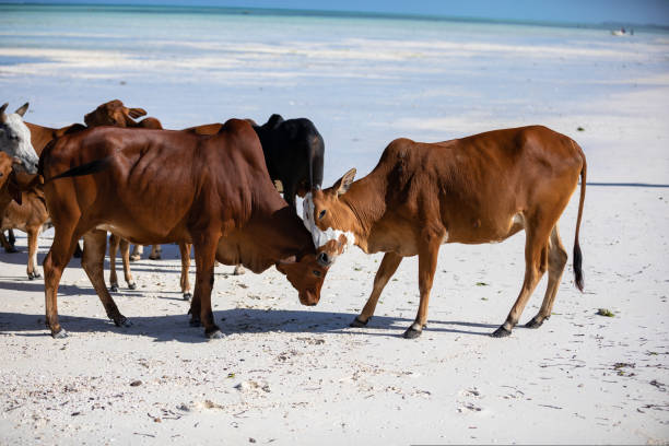 istock cows play on the beach near the water 1438172412